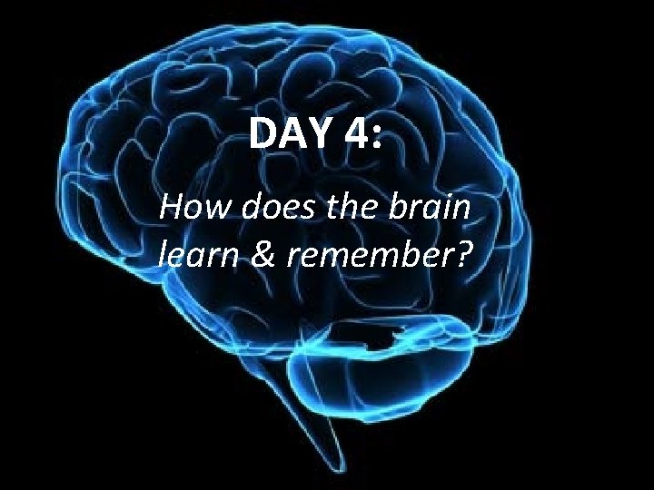 DAY 4: How does the brain learn & remember? 