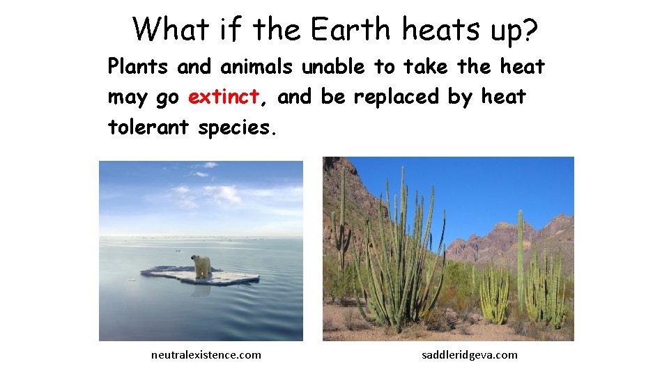 What if the Earth heats up? Plants and animals unable to take the heat What if the Earth heats up? Plants and animals unable to take the heat