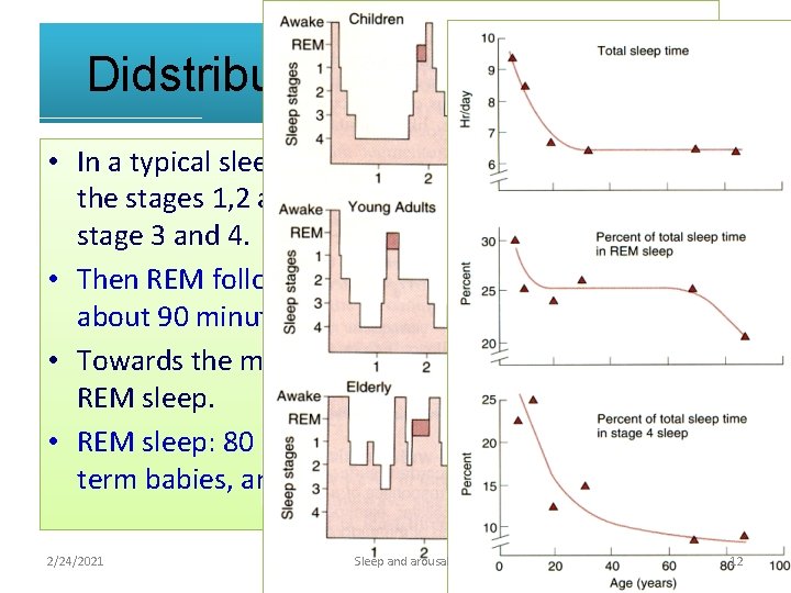 Didstribution of sleep stages. • In a typical sleep, the person passes through the