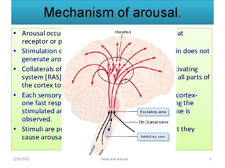 Mechanism of arousal. • Arousal occurs on stimulation of any sensory input at receptor