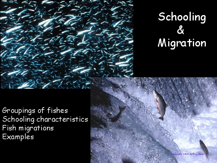 Schooling & Migration Groupings of fishes Schooling characteristics Fish migrations Examples 