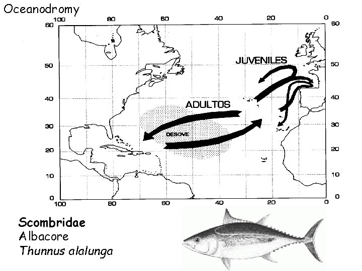 Oceanodromy Scombridae Albacore Thunnus alalunga 