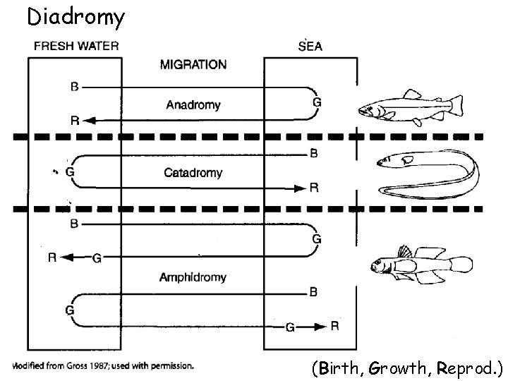 Diadromy (Birth, Growth, Reprod. ) 