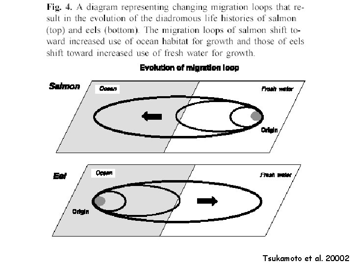 Tsukamoto et al. 20002 