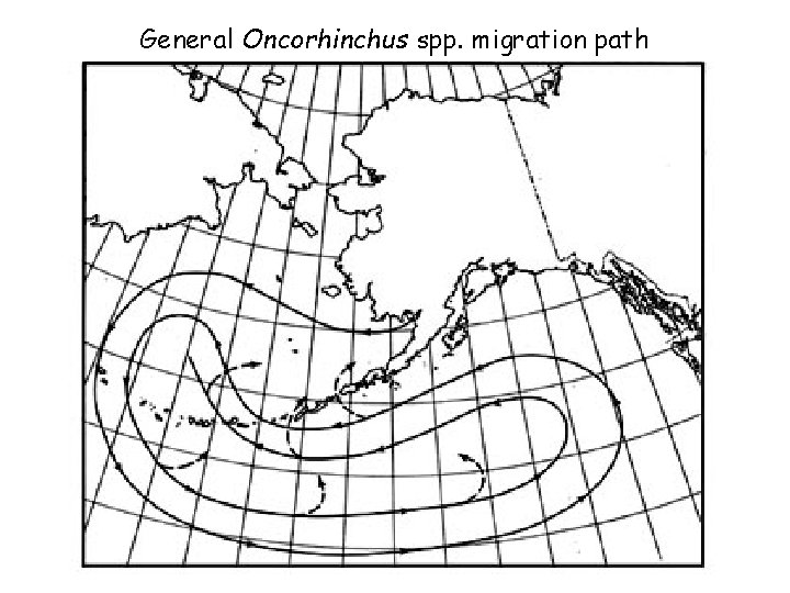 General Oncorhinchus spp. migration path 