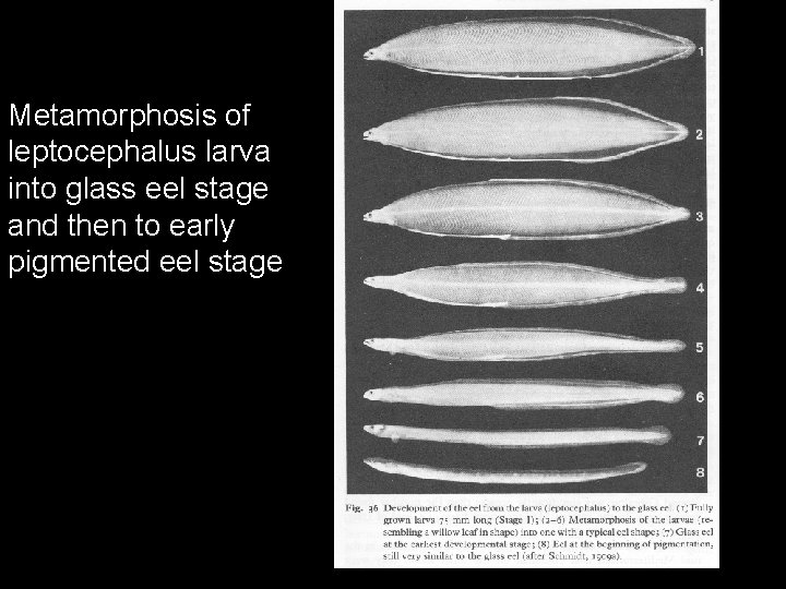 Metamorphosis of leptocephalus larva into glass eel stage and then to early pigmented eel