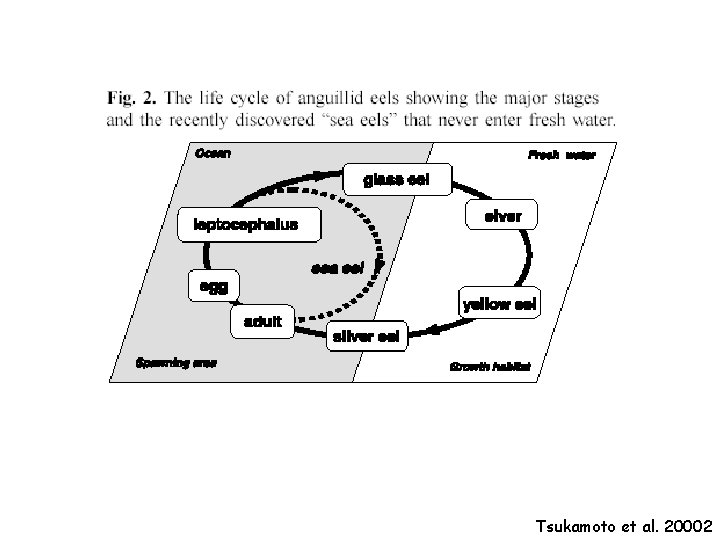 Tsukamoto et al. 20002 