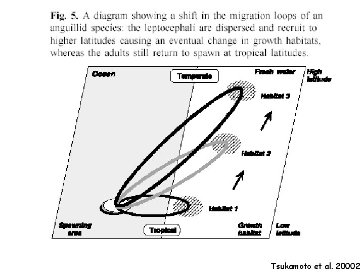 Tsukamoto et al. 20002 