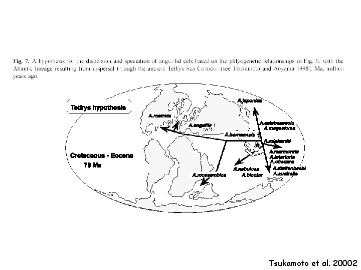 Tsukamoto et al. 20002 