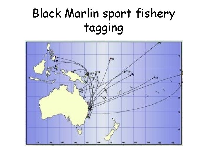 Black Marlin sport fishery tagging 