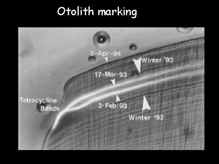 Otolith marking 