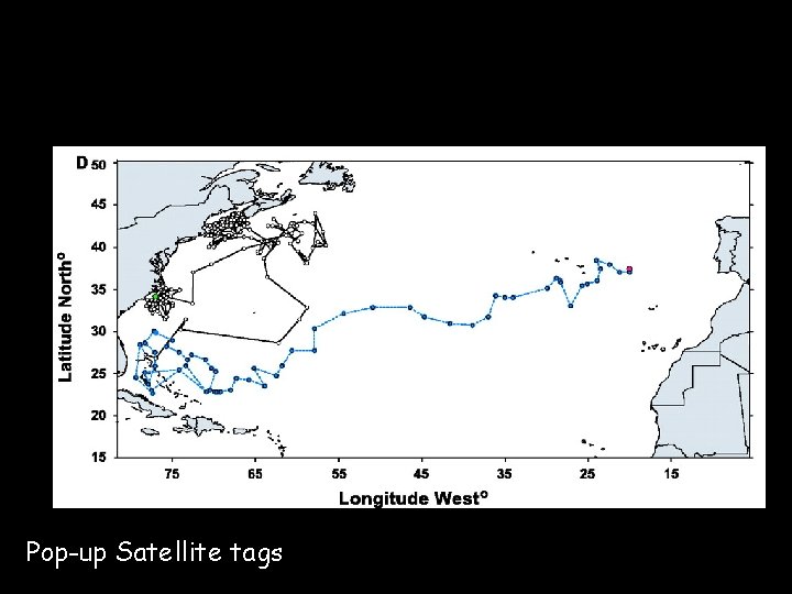 Pop-up Satellite tags 