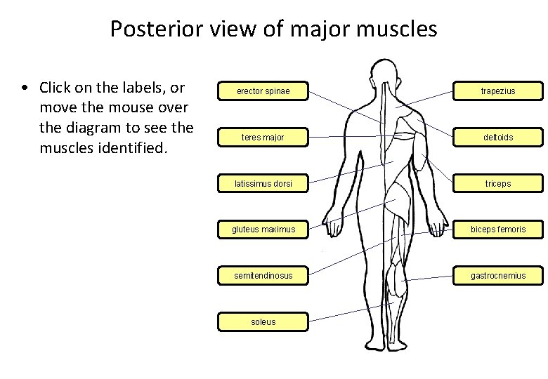 Posterior view of major muscles • Click on the labels, or move the mouse
