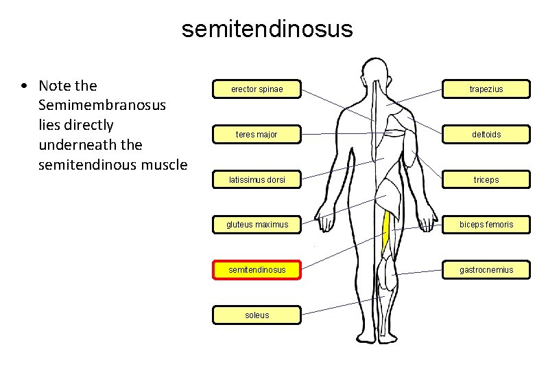 semitendinosus • Note the Semimembranosus lies directly underneath the semitendinous muscle erector spinae trapezius