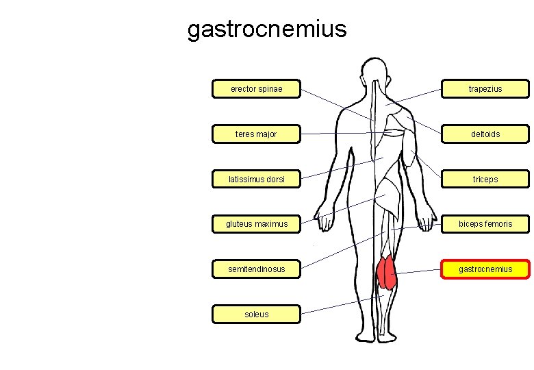gastrocnemius erector spinae trapezius teres major deltoids latissimus dorsi triceps gluteus maximus biceps femoris