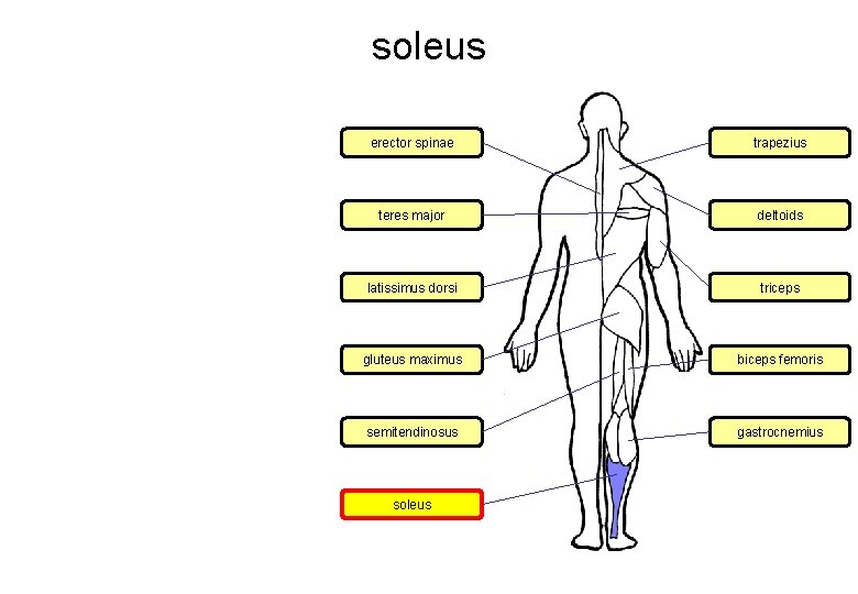 soleus erector spinae trapezius teres major deltoids latissimus dorsi triceps gluteus maximus biceps femoris