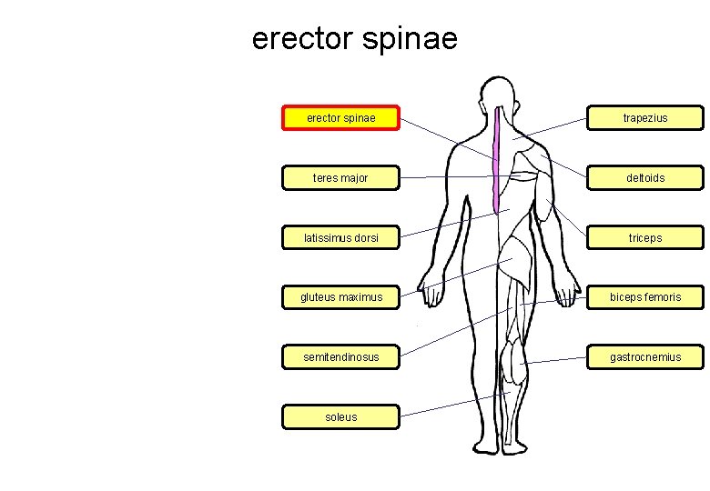 erector spinae trapezius teres major deltoids latissimus dorsi triceps gluteus maximus biceps femoris semitendinosus