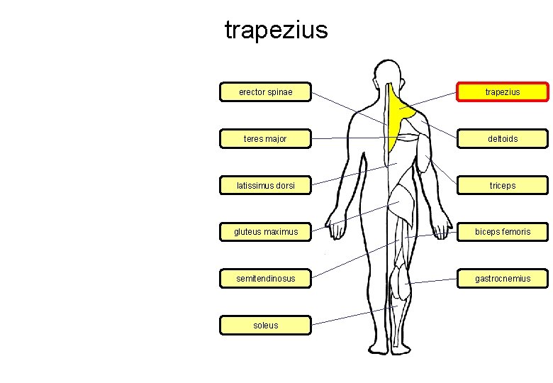 trapezius erector spinae trapezius teres major deltoids latissimus dorsi triceps gluteus maximus biceps femoris