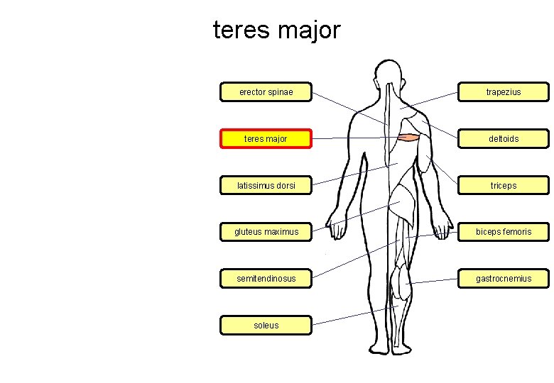 teres major erector spinae trapezius teres major deltoids latissimus dorsi triceps gluteus maximus biceps