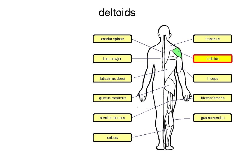 deltoids erector spinae trapezius teres major deltoids latissimus dorsi triceps gluteus maximus biceps femoris