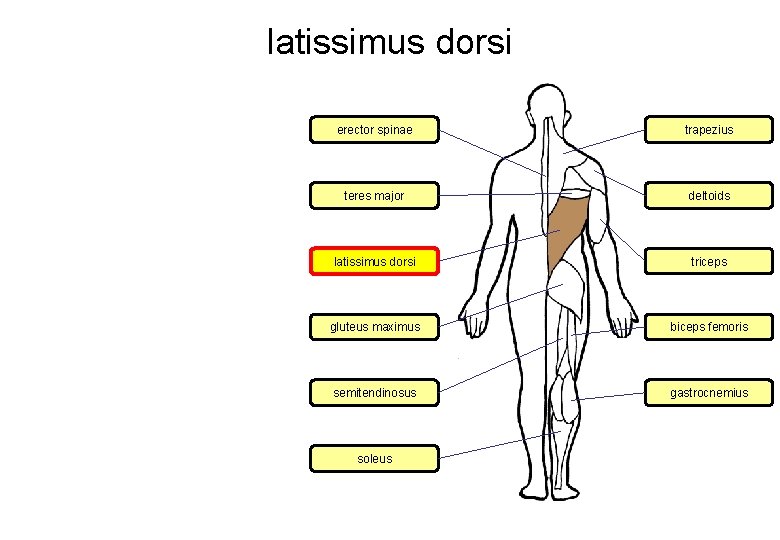 latissimus dorsi erector spinae trapezius teres major deltoids latissimus dorsi triceps gluteus maximus biceps