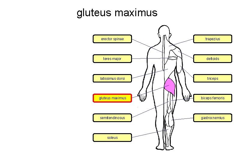 gluteus maximus erector spinae trapezius teres major deltoids latissimus dorsi triceps gluteus maximus biceps