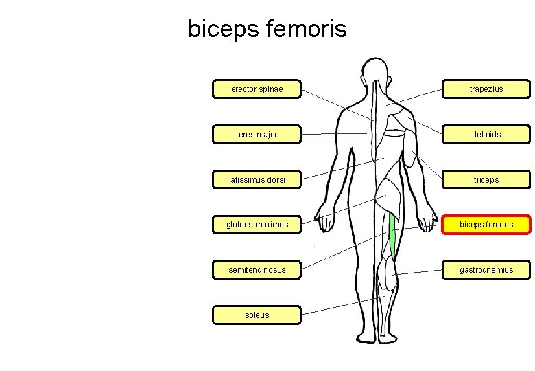 biceps femoris erector spinae trapezius teres major deltoids latissimus dorsi triceps gluteus maximus biceps