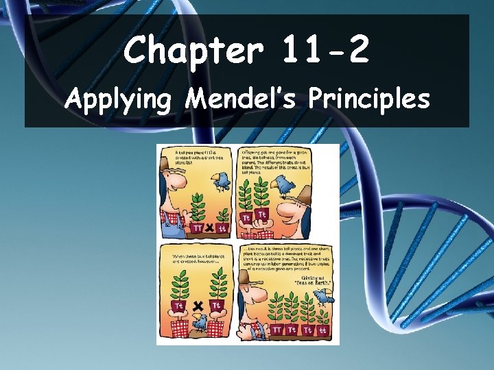 Chapter 11 -2 Applying Mendel’s Principles 