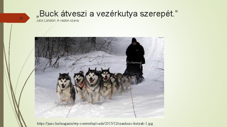 26 „Buck átveszi a vezérkutya szerepét. ” Jack London: A vadon szava https: //juno.