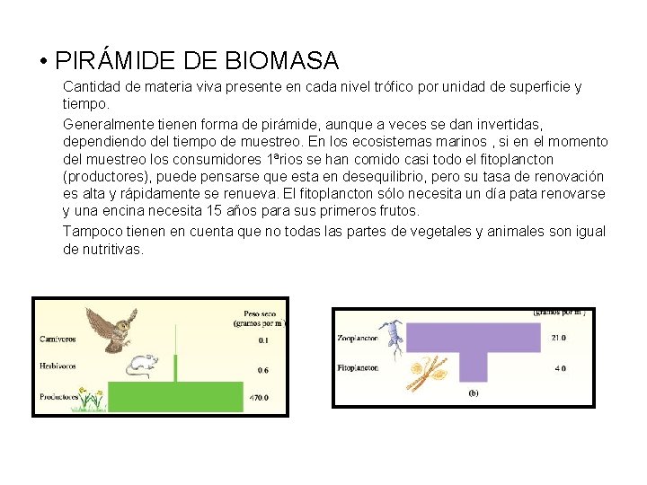  • PIRÁMIDE DE BIOMASA Cantidad de materia viva presente en cada nivel trófico