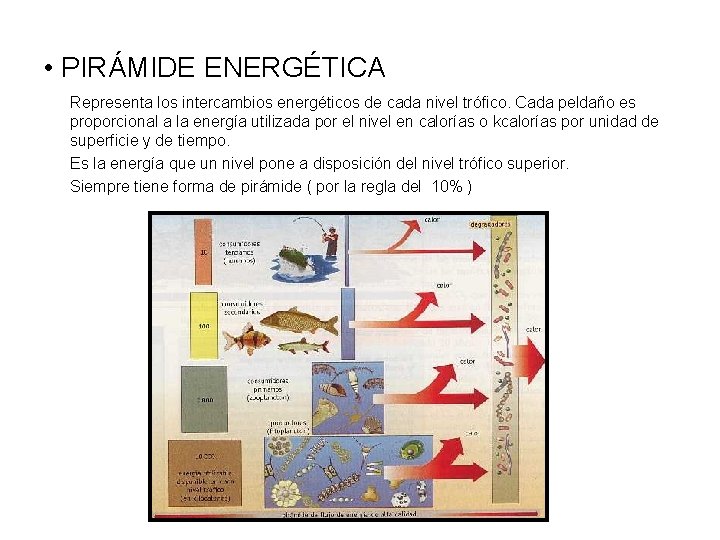  • PIRÁMIDE ENERGÉTICA Representa los intercambios energéticos de cada nivel trófico. Cada peldaño