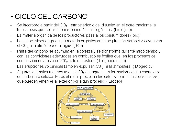  • CICLO CEL CARBONO - - Se incorpora a partir del CO 2