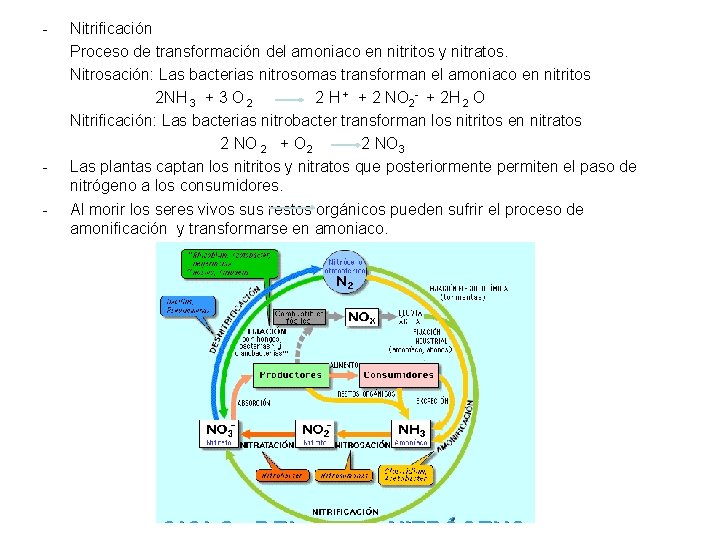 - - Nitrificación Proceso de transformación del amoniaco en nitritos y nitratos. Nitrosación: Las