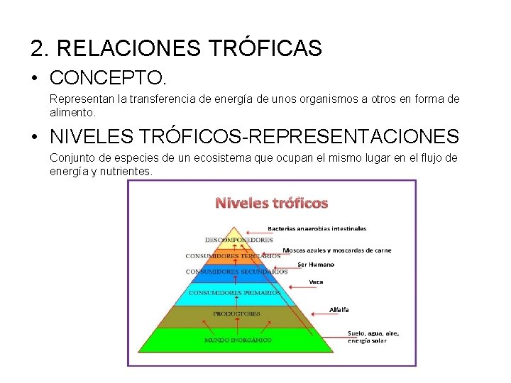 2. RELACIONES TRÓFICAS • CONCEPTO. Representan la transferencia de energía de unos organismos a