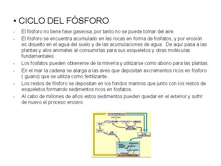  • CICLO DEL FÓSFORO - - El fósforo no tiene fase gaseosa, por