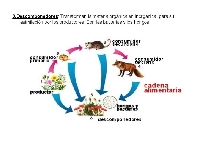 3. Descomponedores: Transforman la materia orgánica en inorgánica para su asimilación por los productores.