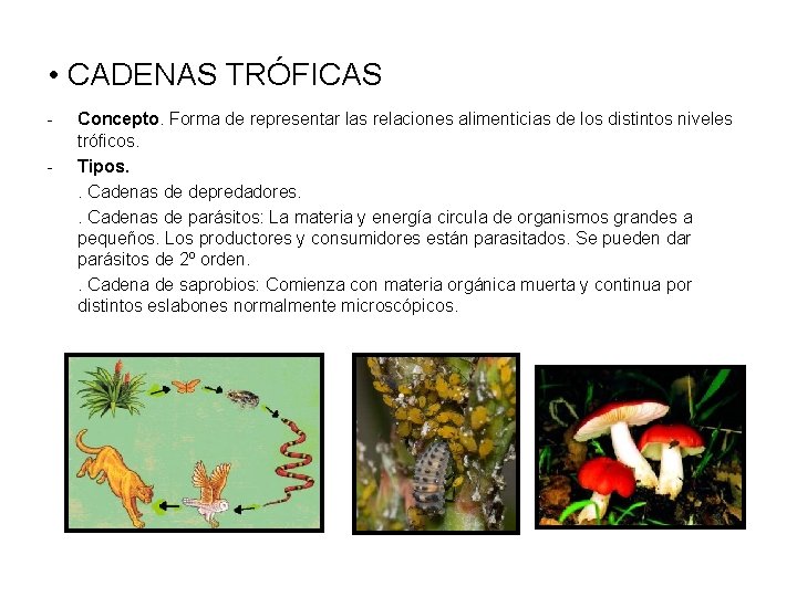  • CADENAS TRÓFICAS - Concepto. Forma de representar las relaciones alimenticias de los