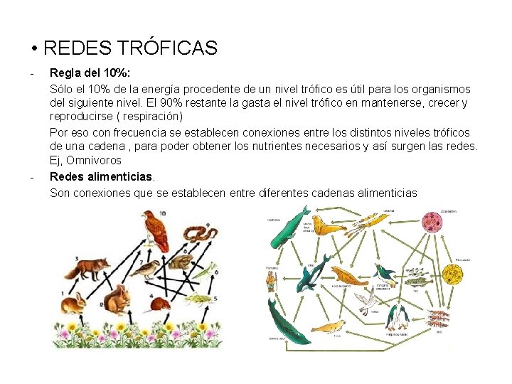  • REDES TRÓFICAS - - Regla del 10%: Sólo el 10% de la