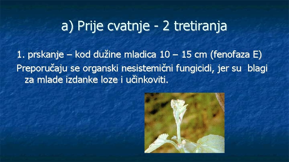 a) Prije cvatnje - 2 tretiranja 1. prskanje – kod dužine mladica 10 –