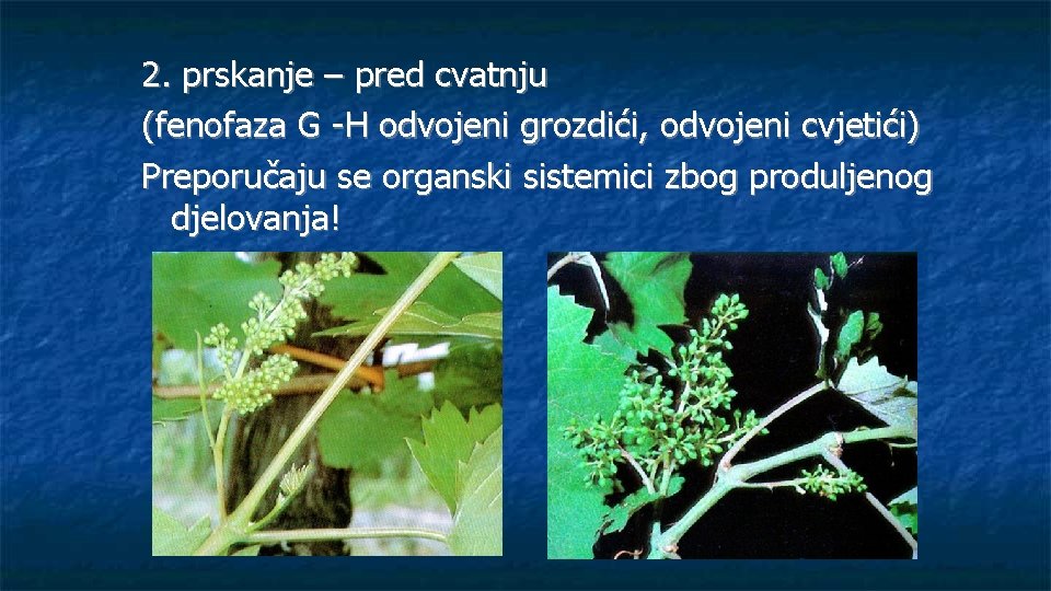 2. prskanje – pred cvatnju (fenofaza G -H odvojeni grozdići, odvojeni cvjetići) Preporučaju se