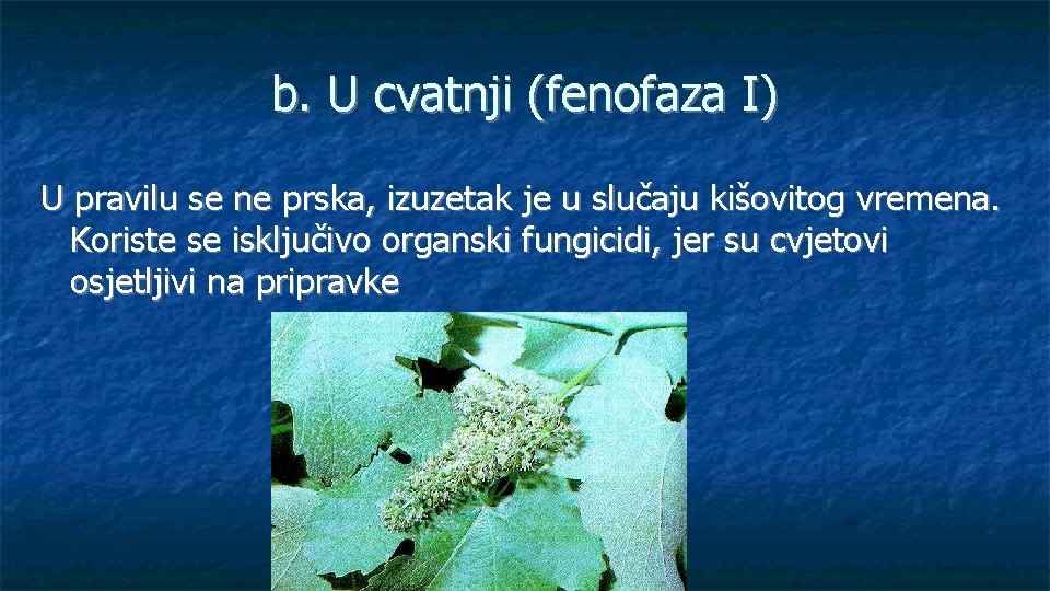 b. U cvatnji (fenofaza I) U pravilu se ne prska, izuzetak je u slučaju