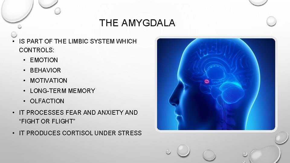 THE AMYGDALA • IS PART OF THE LIMBIC SYSTEM WHICH CONTROLS: • EMOTION •