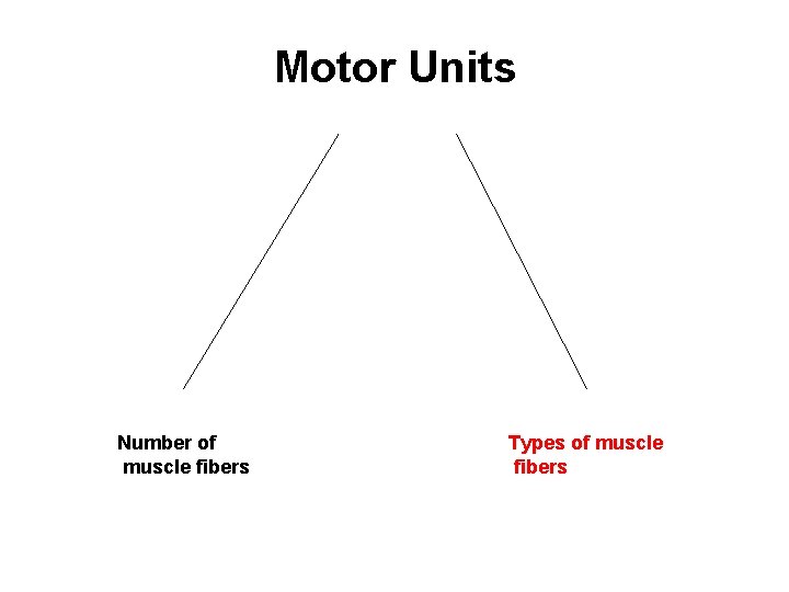 Motor Units Number of muscle fibers Types of muscle fibers 