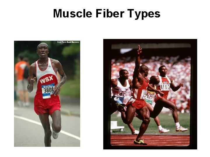 Muscle Fiber Types 
