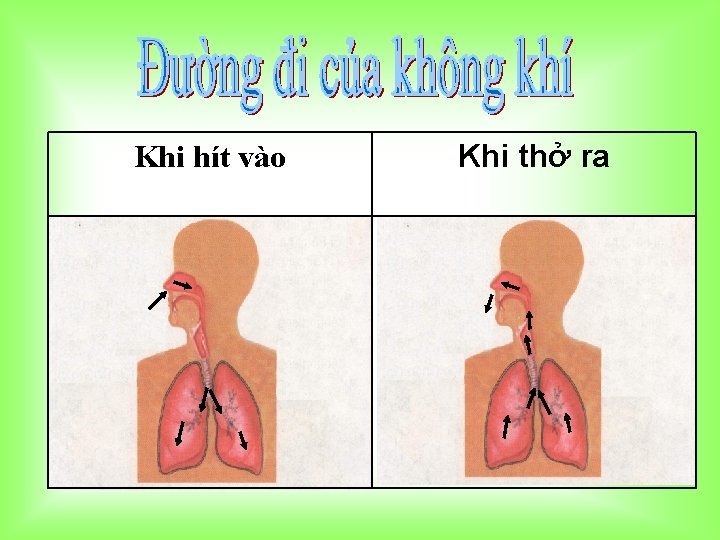 Khi hít vào Khi thở ra 