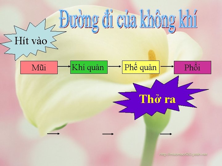 Hít vào Mũi Khí quản Phế quản Thở ra Phổi 