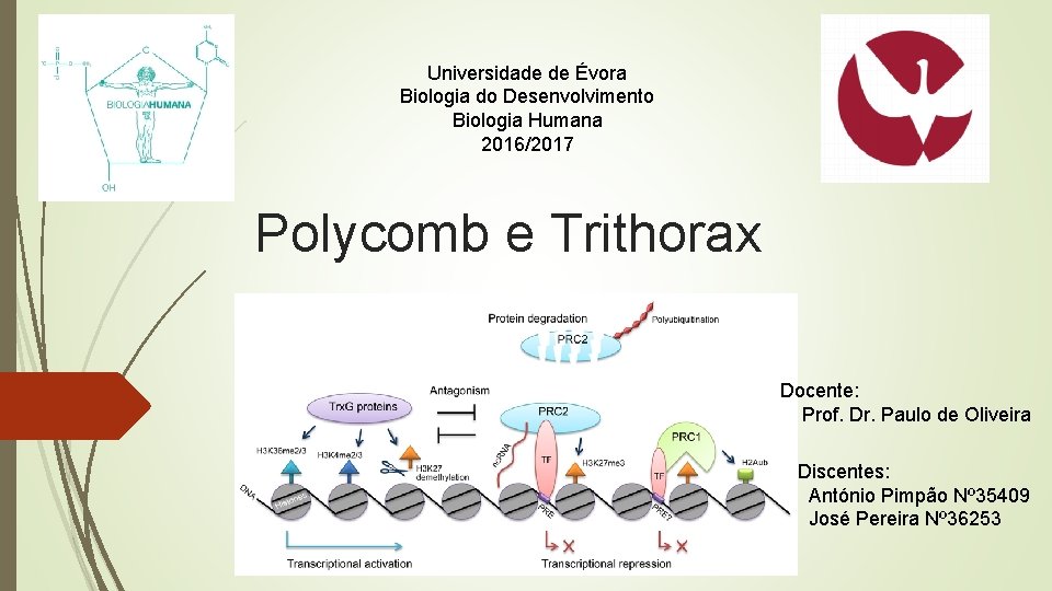 Universidade de Évora Biologia do Desenvolvimento Biologia Humana 2016/2017 Polycomb e Trithorax Docente: Prof.