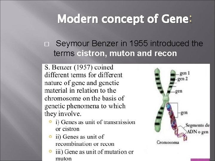 Modern concept of Gene : � � Seymour Benzer in 1955 introduced the terms