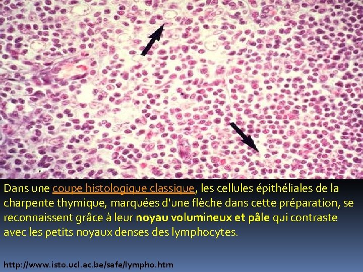Dans une coupe histologique classique, les cellules épithéliales de la charpente thymique, marquées d'une Dans une coupe histologique classique, les cellules épithéliales de la charpente thymique, marquées d'une