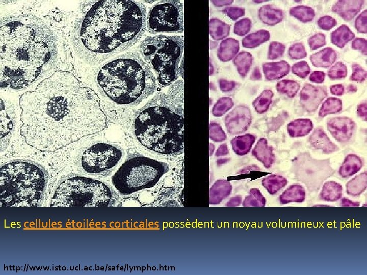 Les cellules étoilées corticales possèdent un noyau volumineux et pâle http: //www. isto. ucl. Les cellules étoilées corticales possèdent un noyau volumineux et pâle http: //www. isto. ucl.